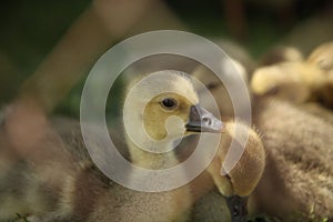 Cute ducks,Â Group of little yellow ducklings, Household